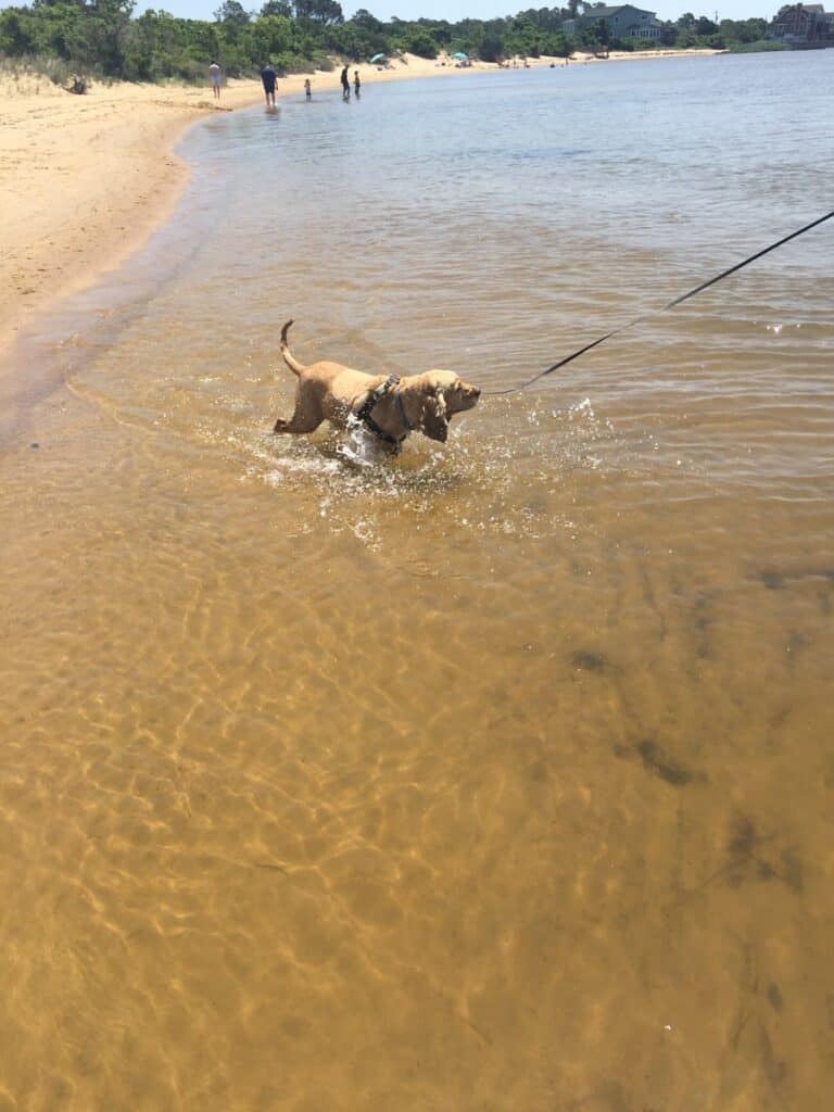 jockey's ridge soundside beach swim with franklin