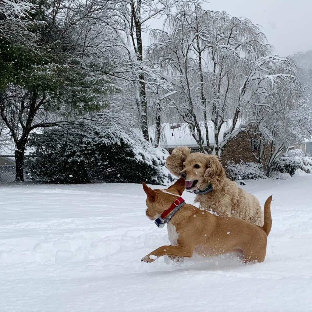 snow dogs