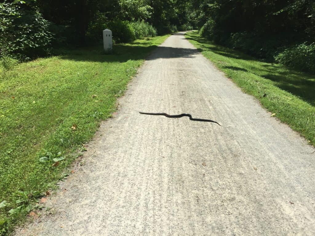 bike trail snake