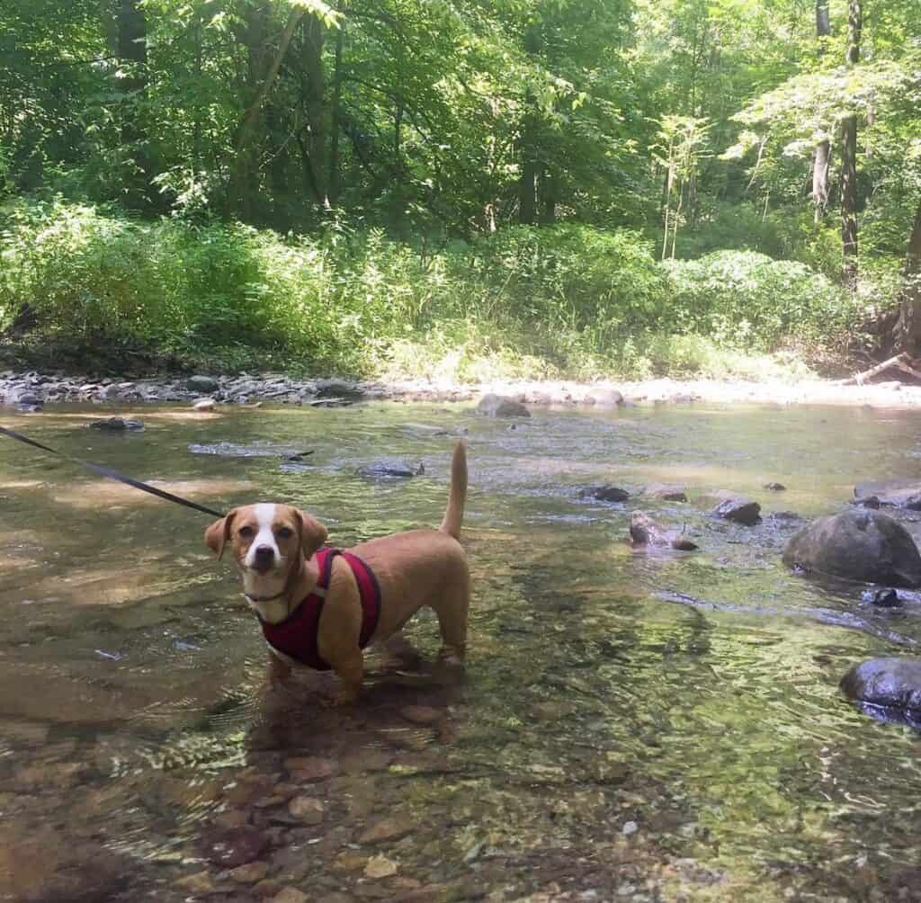 hazel at cedar creek park