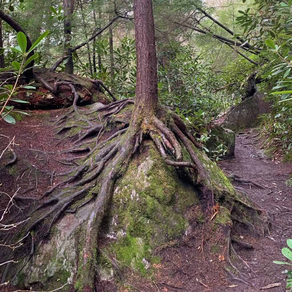 cool tree roots in swallow falls state park 2
