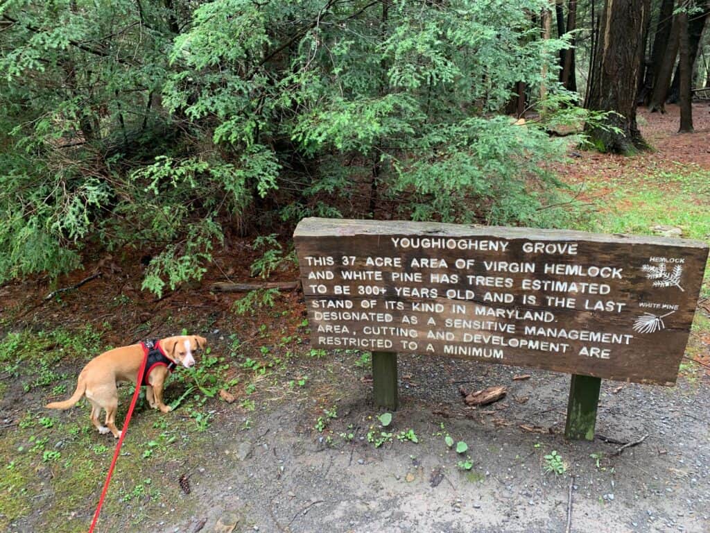 hazel posing at sign at swallow falls state park