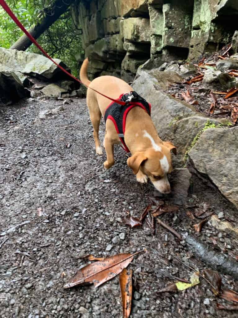 hazel at swallow falls state park