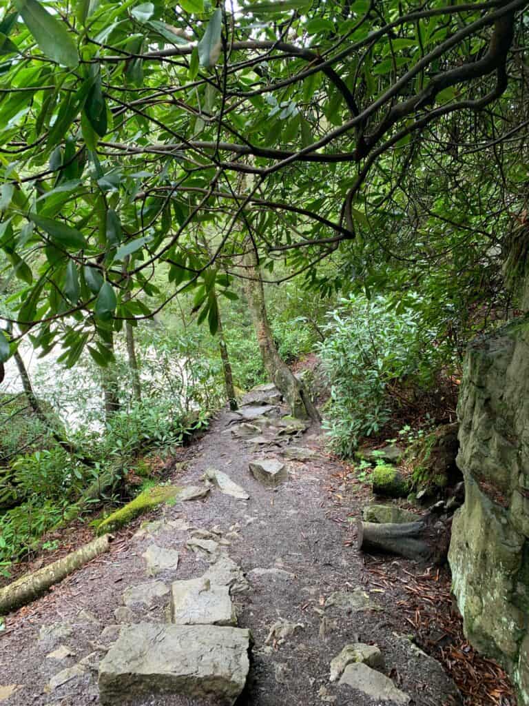 canyon trail in swallow falls state park