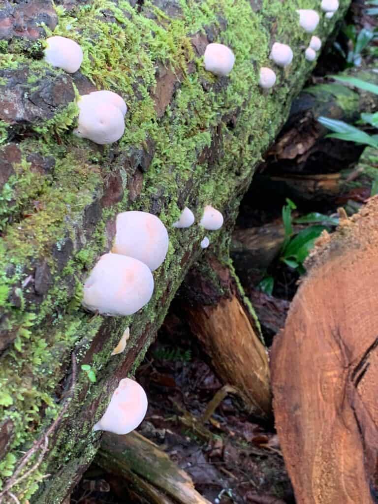 swallow falls state park mushrooms