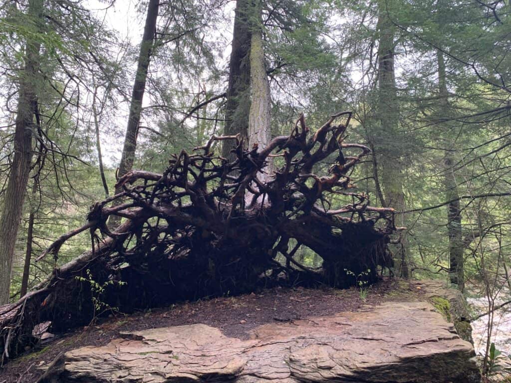 cool tree roots in swallow falls state park