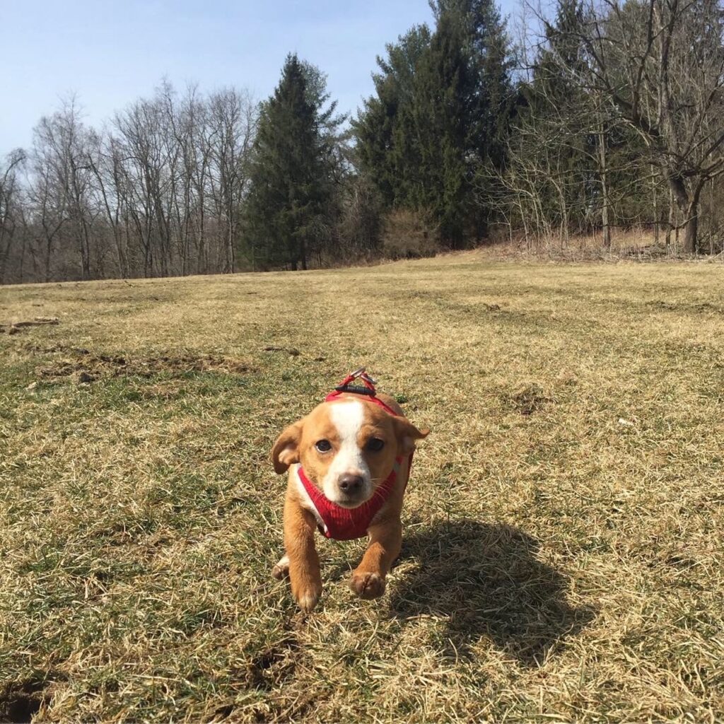 hazel in voyager dog harness through field