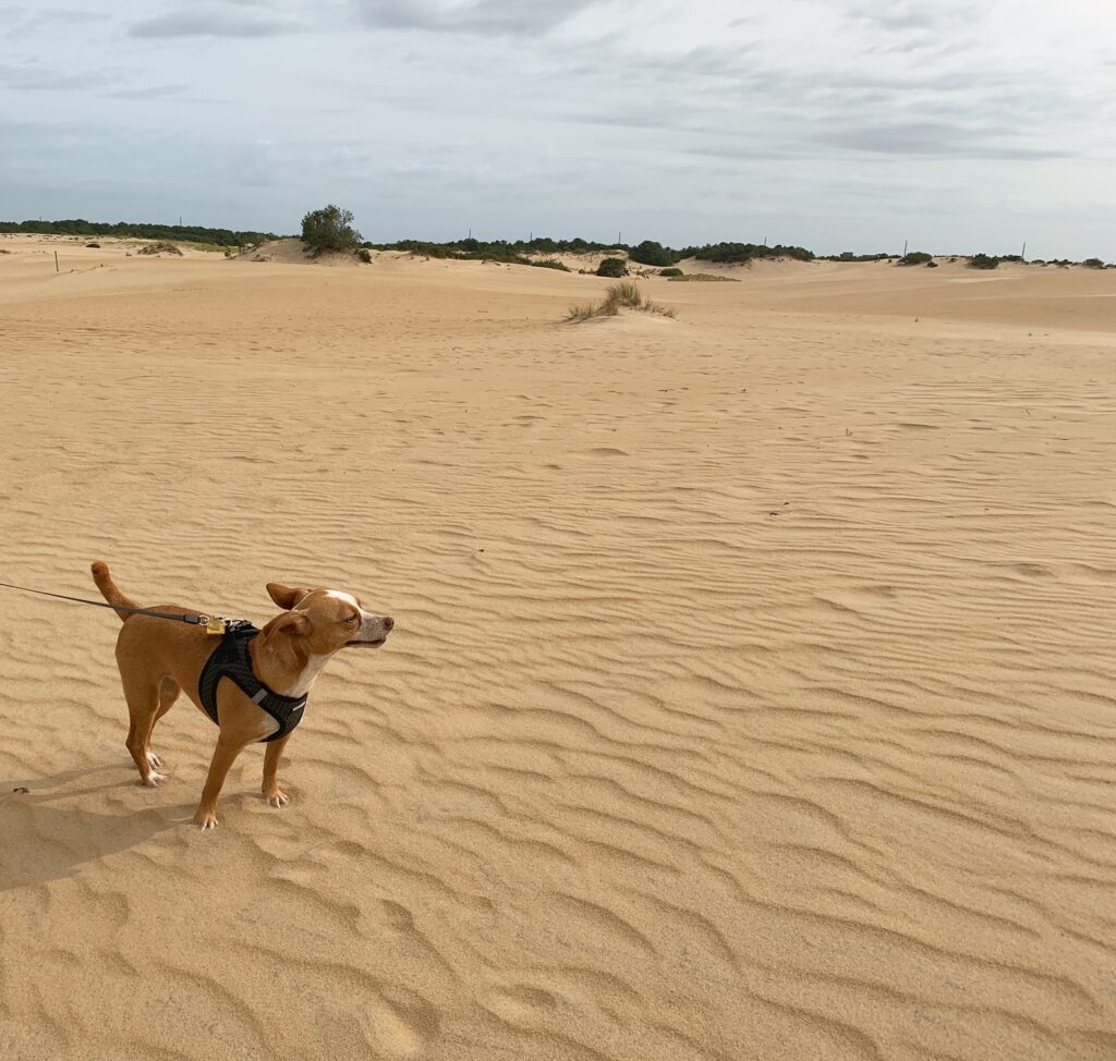 hazel in voyager dog harness at the dune park