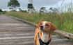 voyager dog harness for hazel at lighthouse