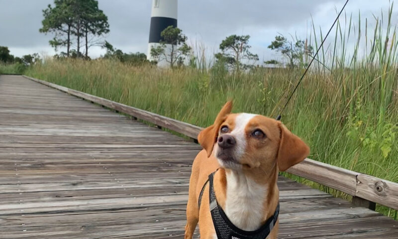 voyager dog harness for hazel at lighthouse