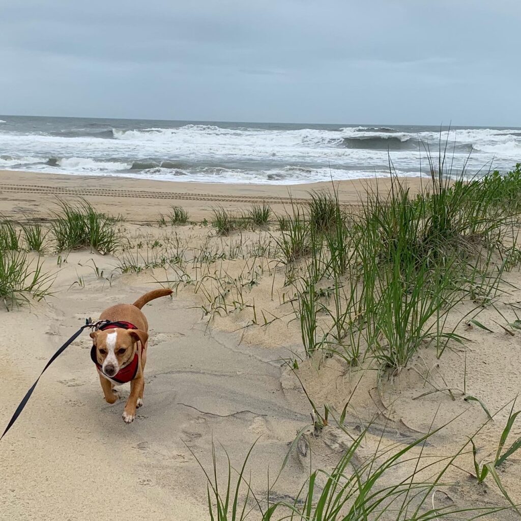 sandy in voyager dog harness