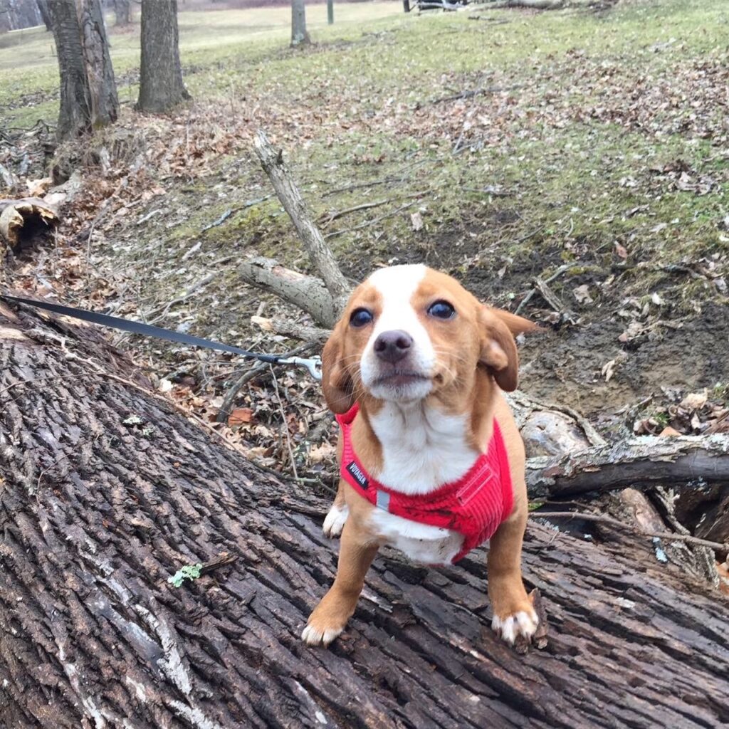 tough girl hazel with her voyager harness