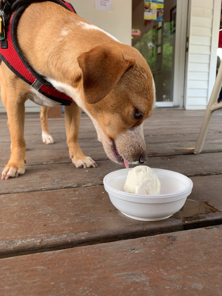 eating ice cream in voyager dog harness