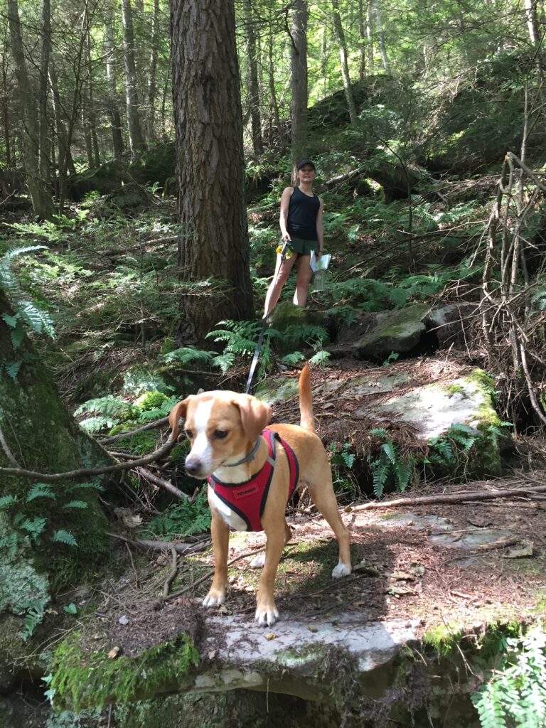 voyager dog harness on rocks