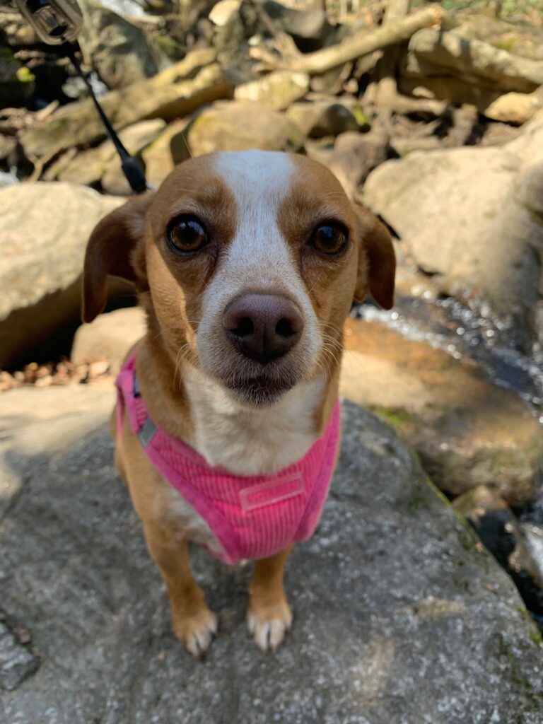 hazel trying pink voyager dog harness