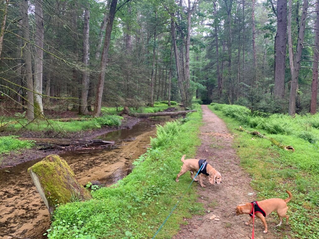 caledonia state park creek along trail