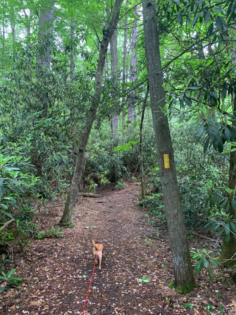 hazel in caledonia state park hiking