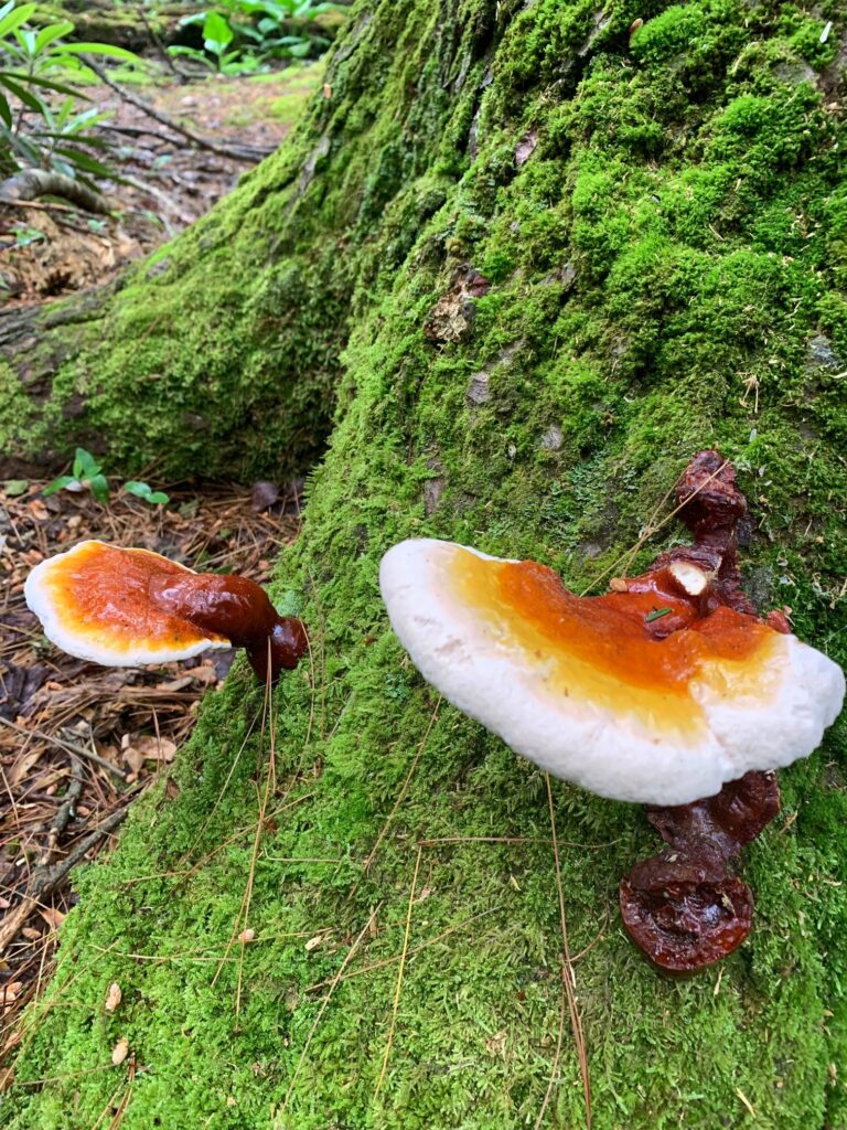 caledonia state park mushrooms 1