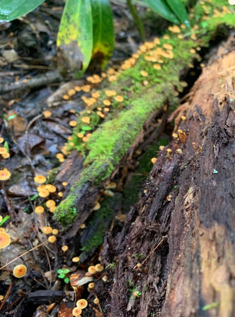 caledonia state park mushrooms 1