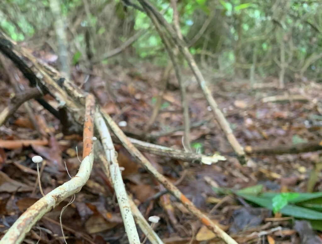 caledonia state park mushrooms 1