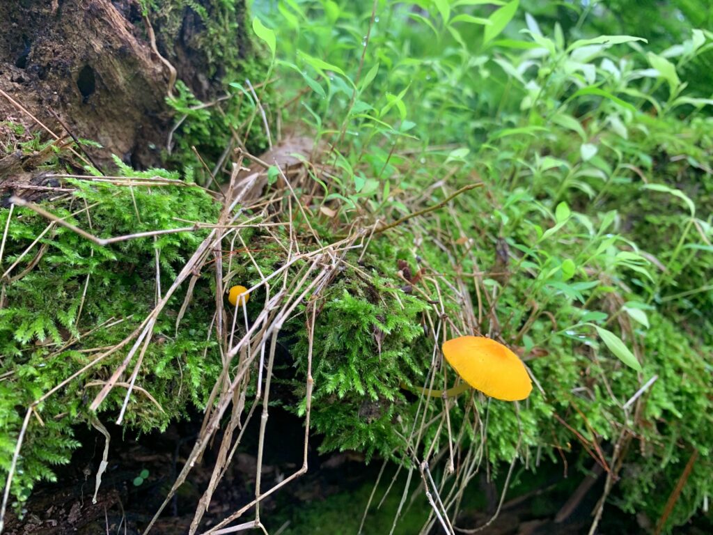 caledonia state park mushrooms 1