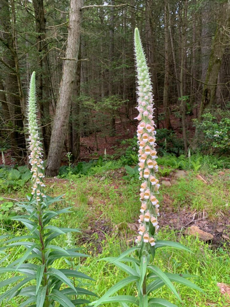 wooly foxglove plant