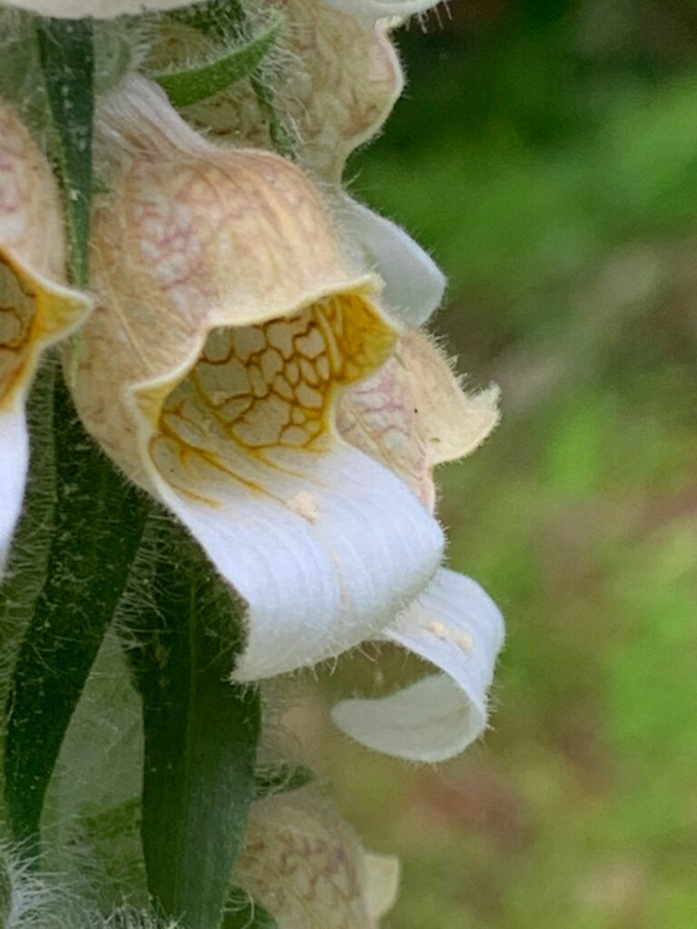 wooly foxglove flower single