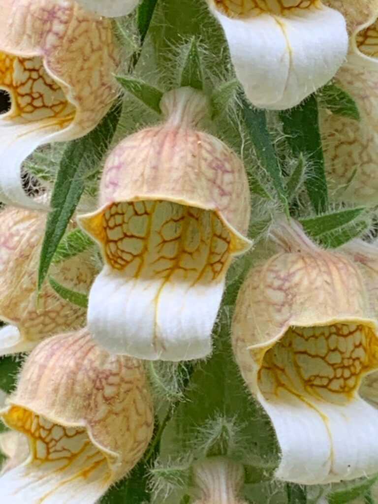 wooly foxglove flower group