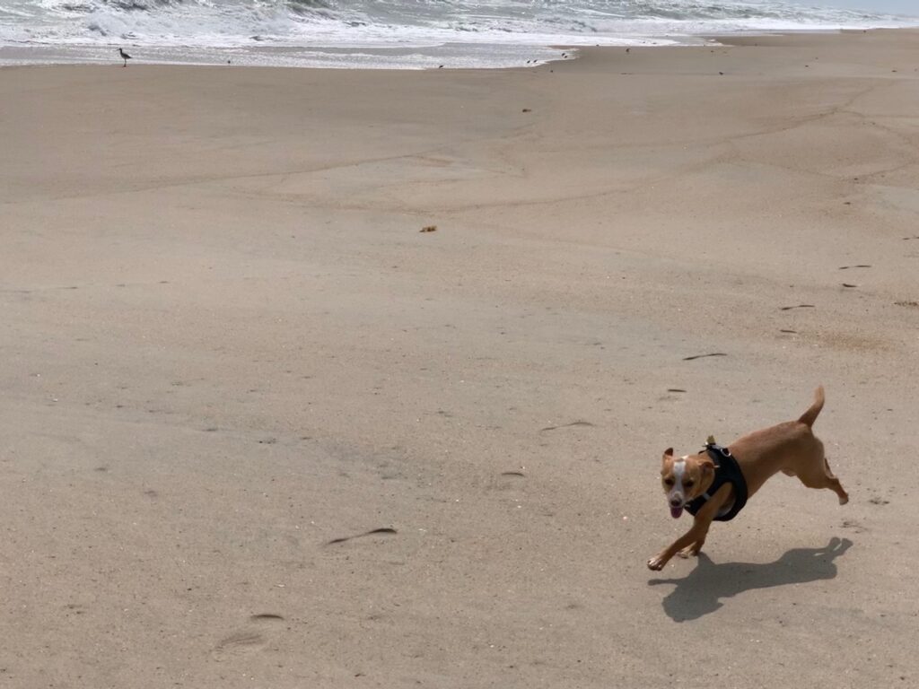 hazel in voyager dog harness at the beach