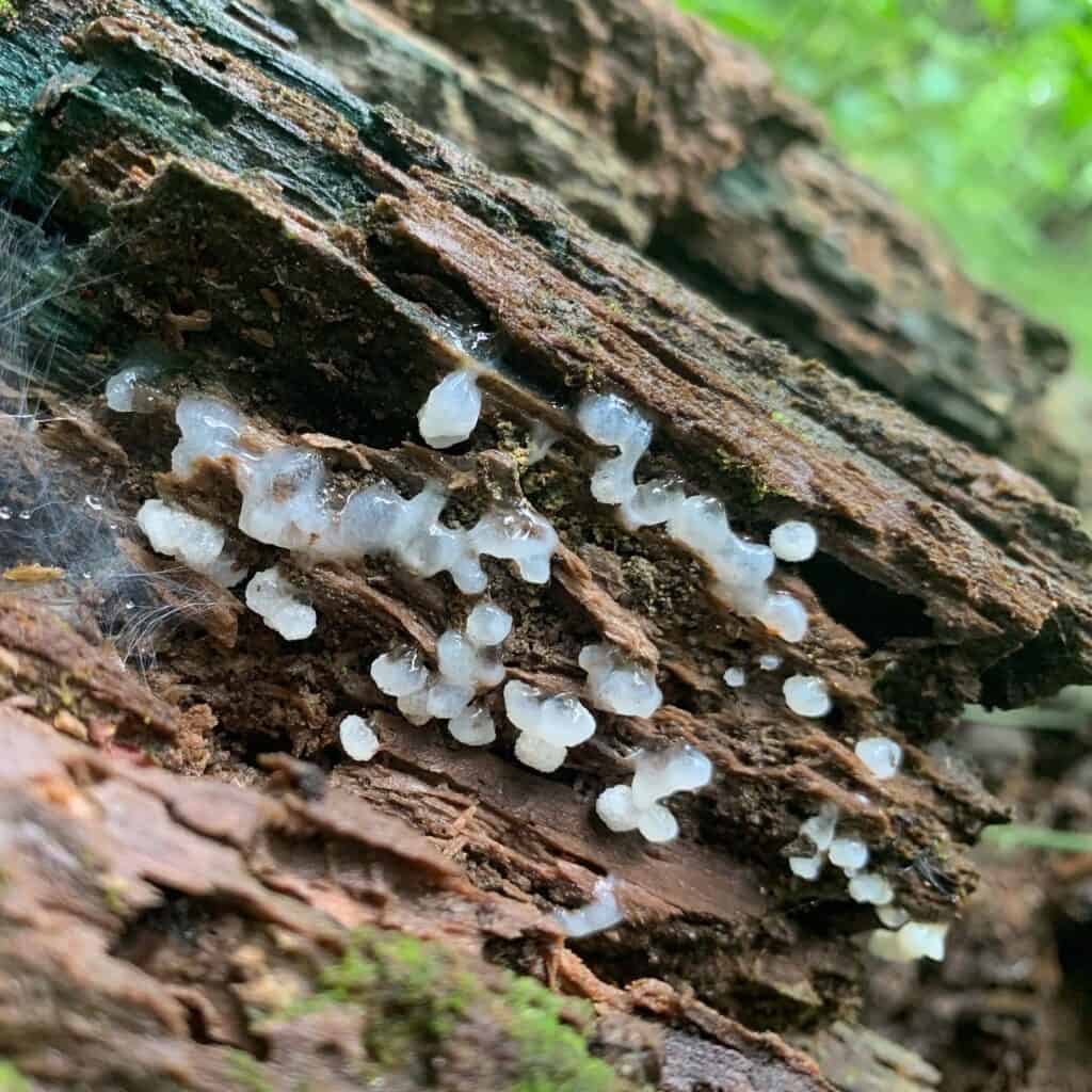 coopers rock white fungi