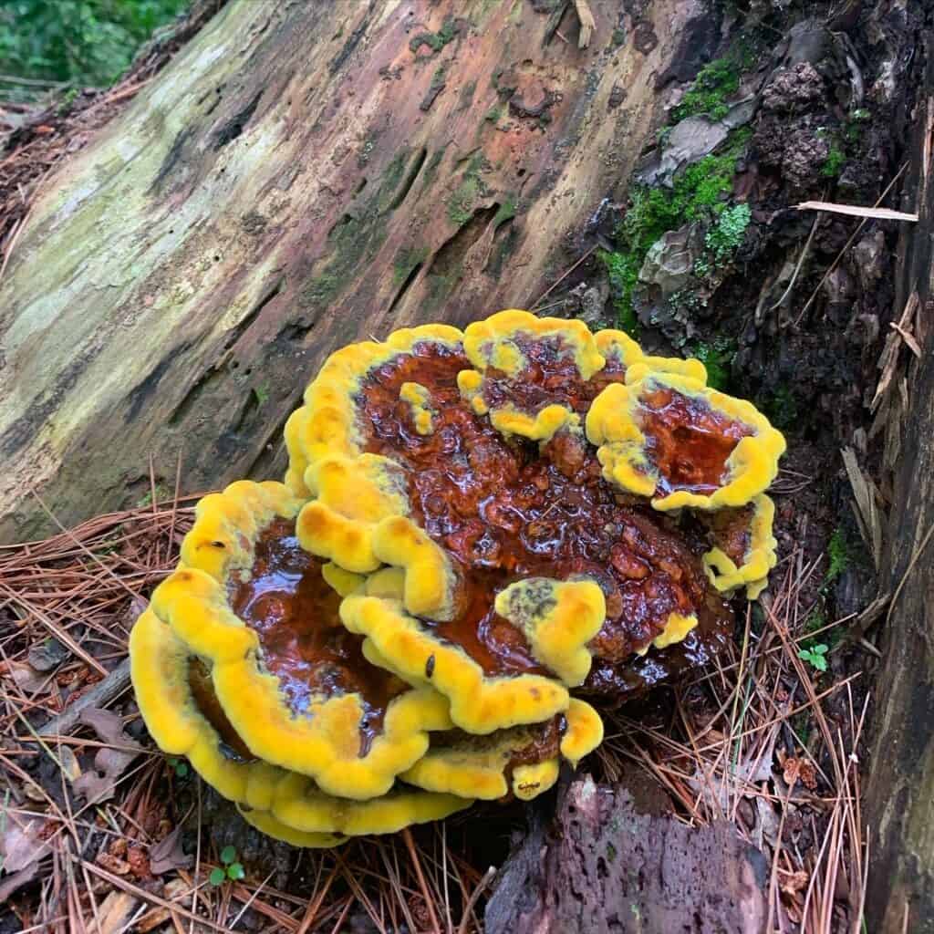 coopers rock yellow mushrooms
