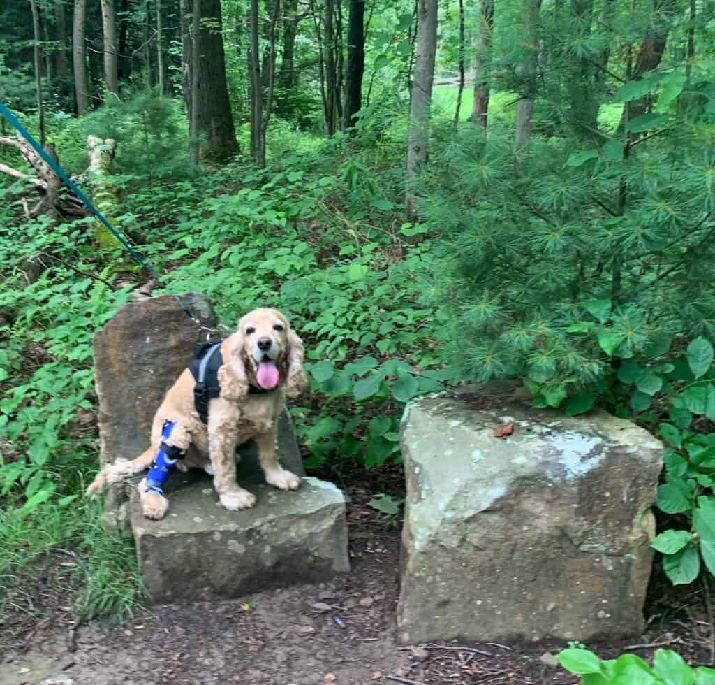 franklin on roadside trail at coopers rock