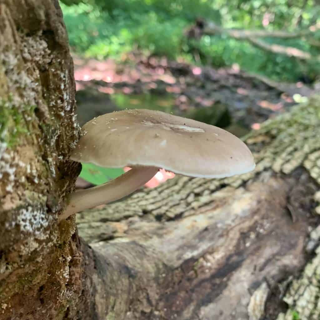 coopers rock tan mushroom