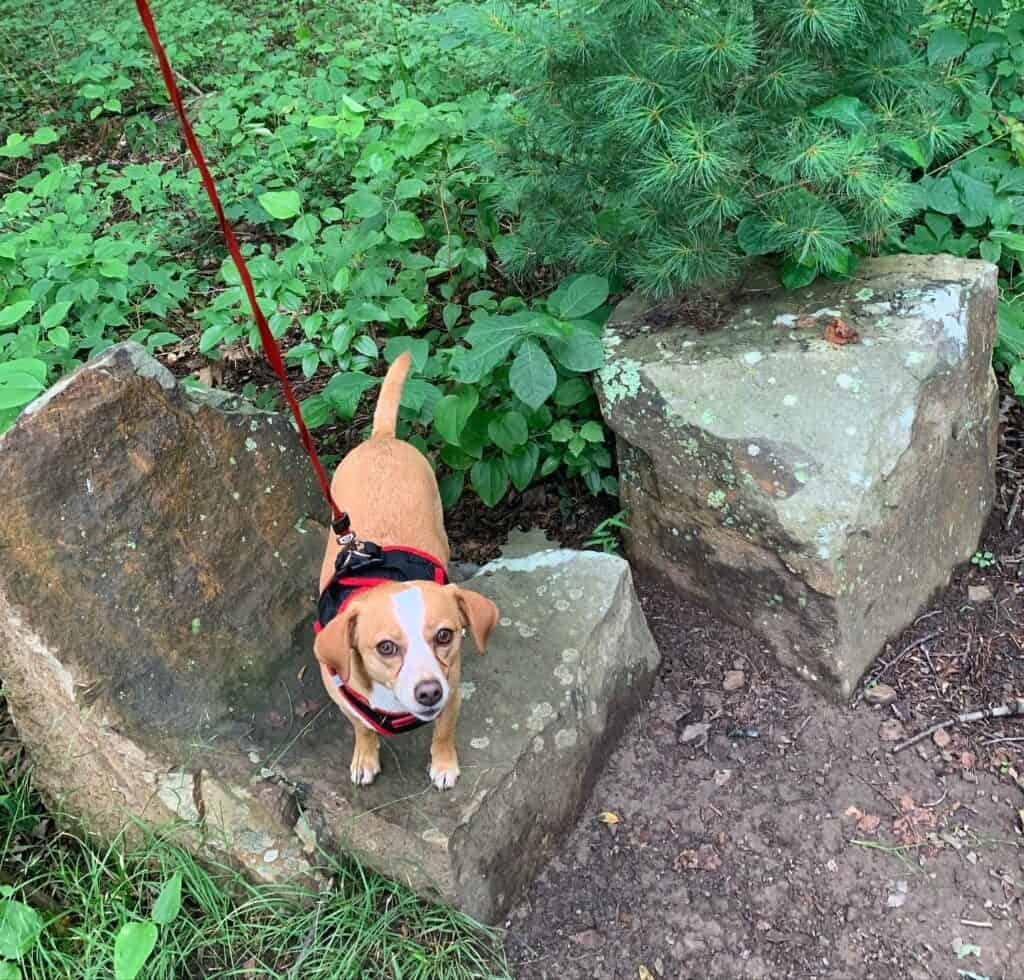 hazel on her rock chair at coopers rock