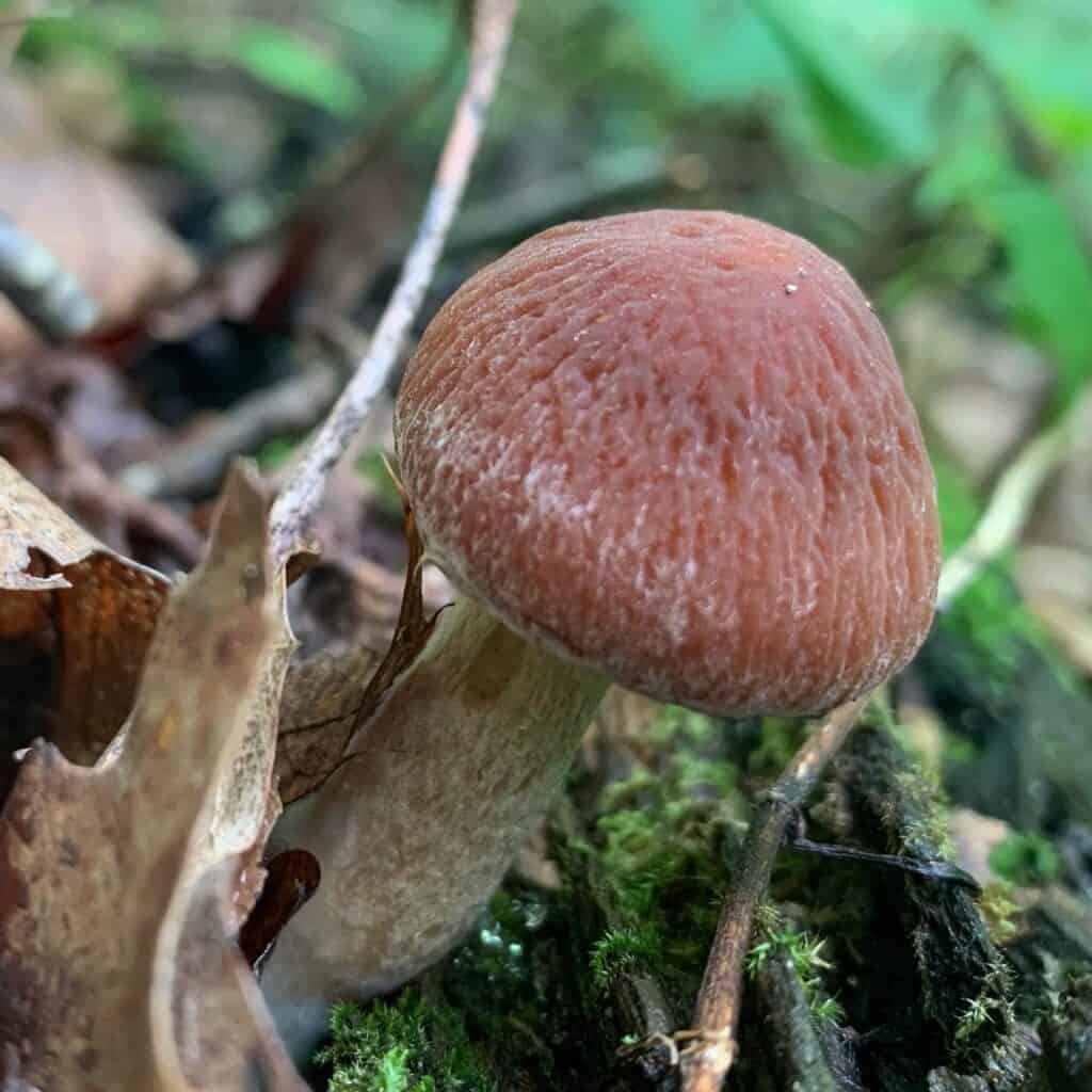 coopers rock brown mushrooms