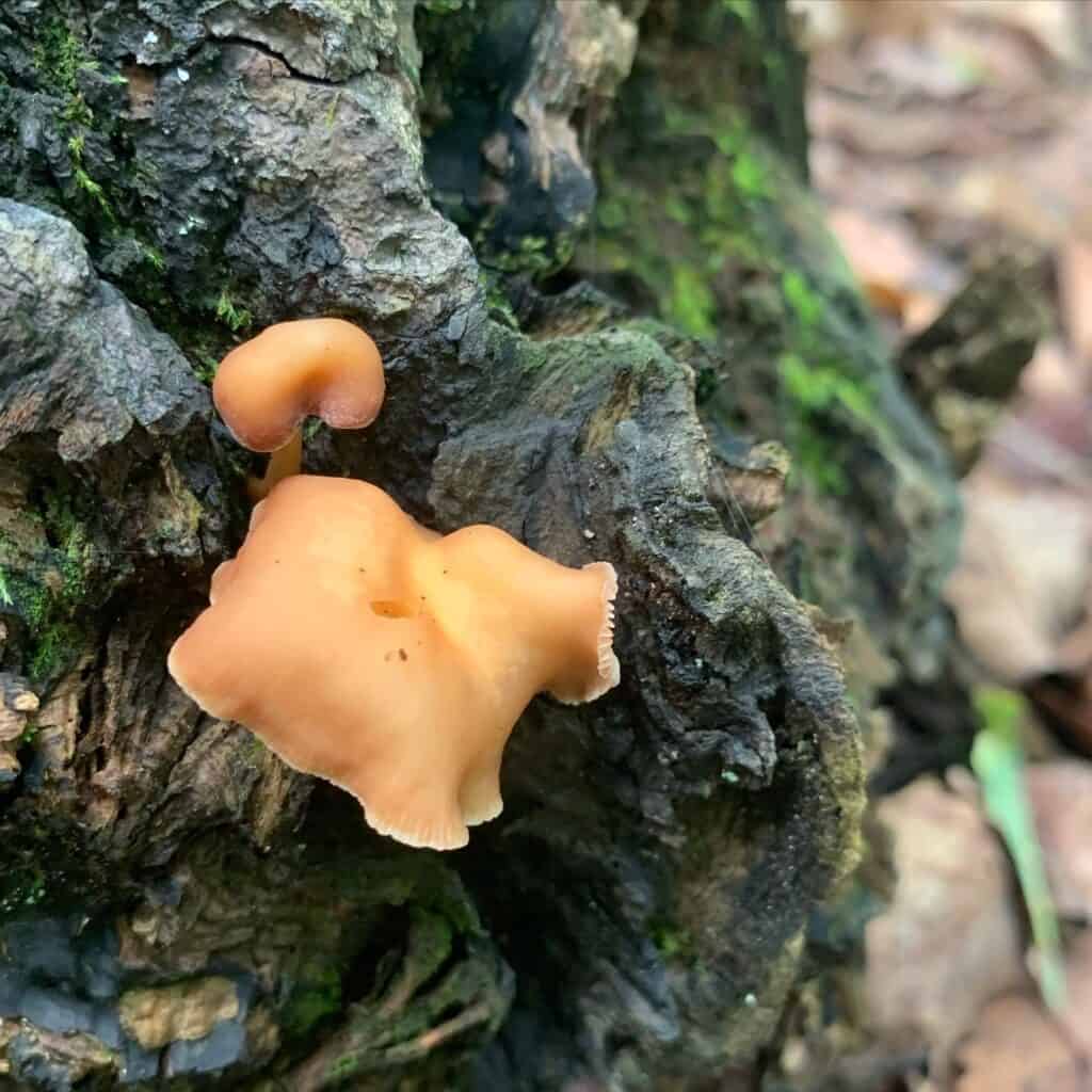 coopers rock orange fungi