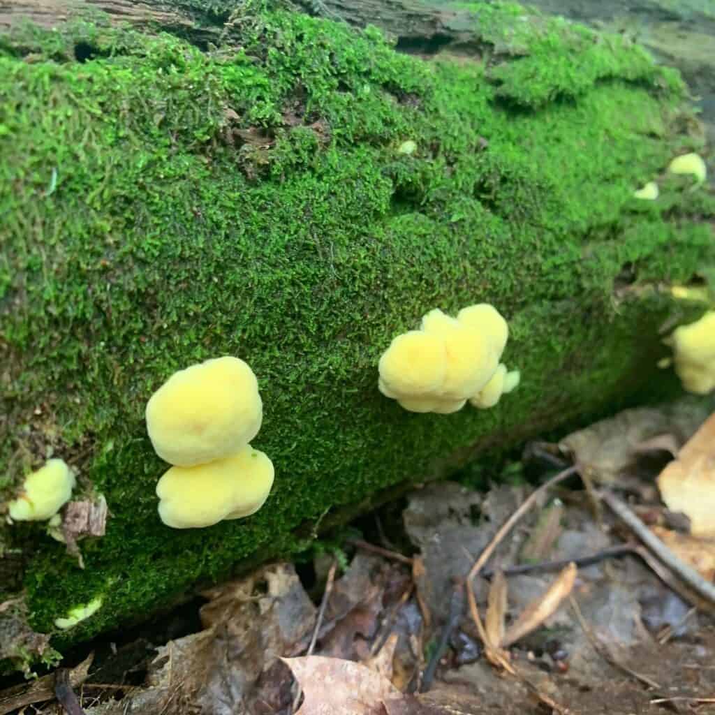 coopers rock yellow fungi