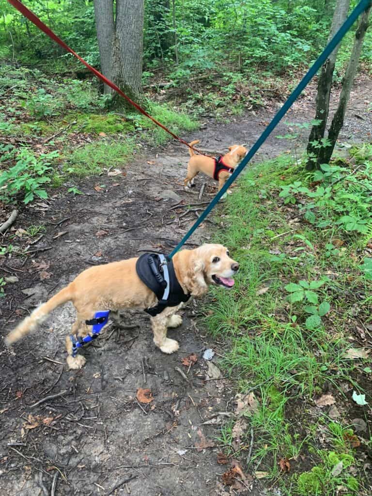 franklin on roadside trail at coopers rock 2