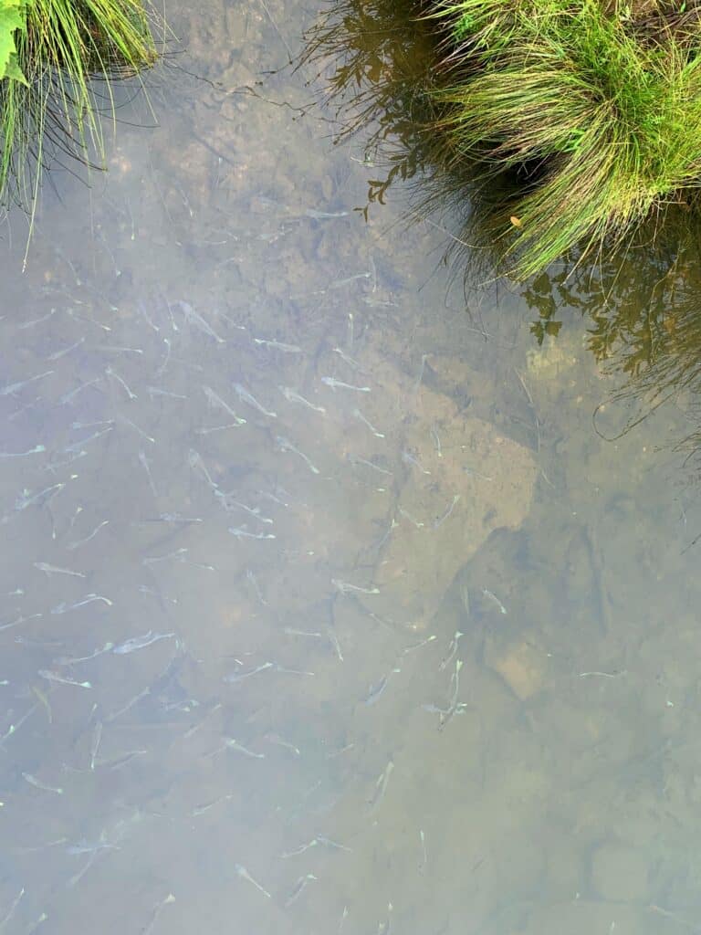 spot fish at coopers rock