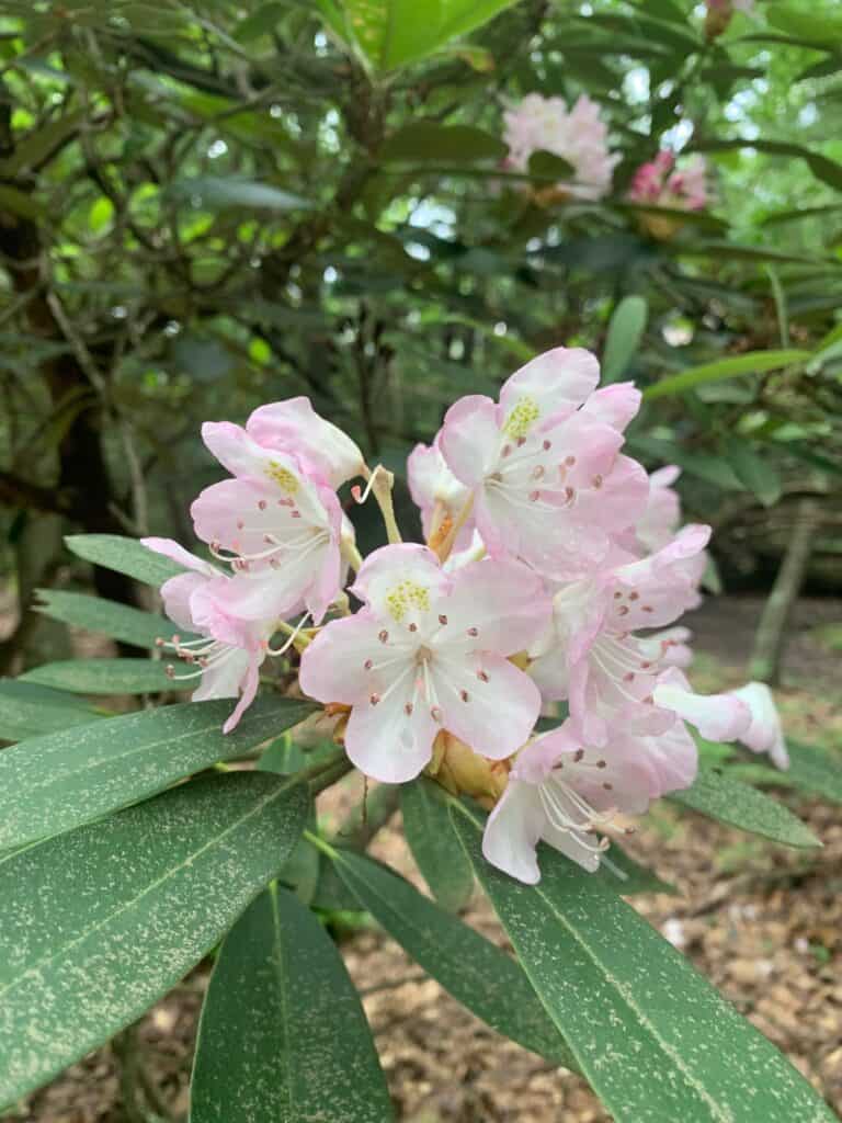 rhododendrons in coopers rock