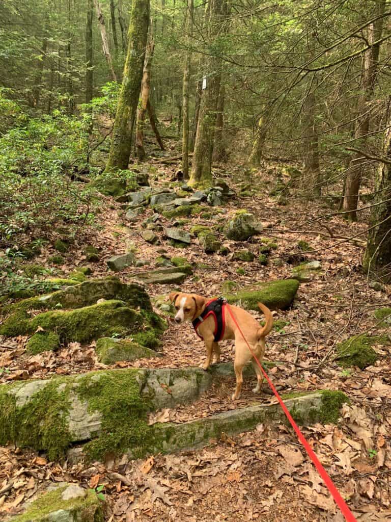 hazel hiking at raymond b winter state park