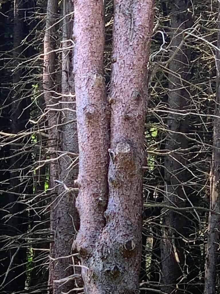 rapid run nature trail woodpecker