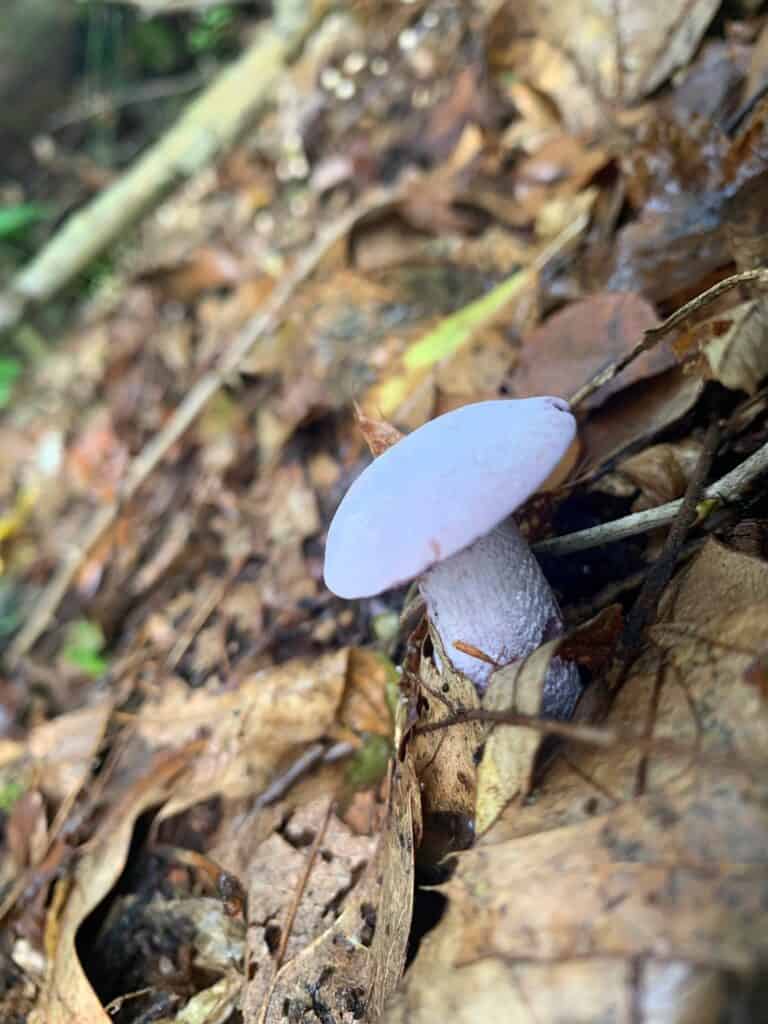 bald eagle state park mushrooms 4