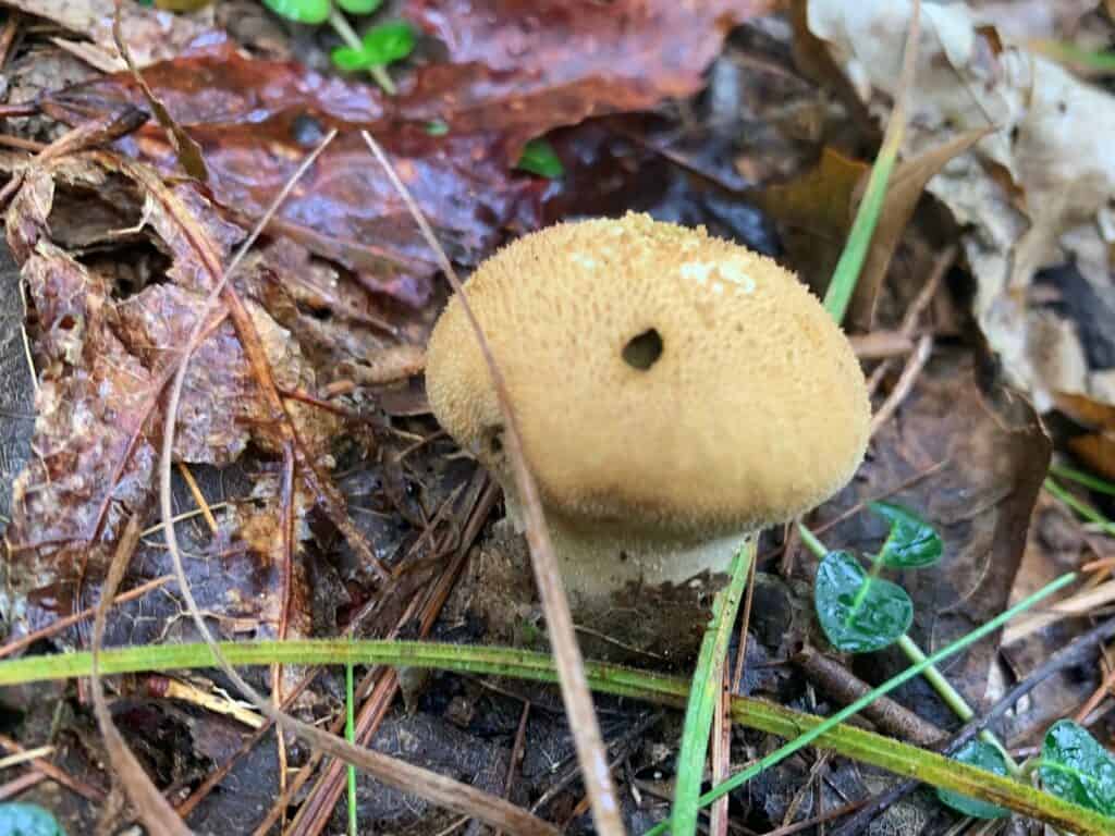 bald eagle state park mushrooms 7