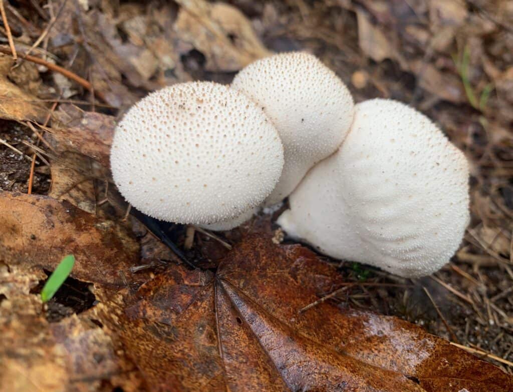 bald eagle state park mushrooms 2