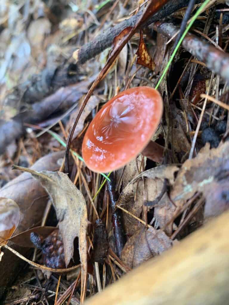 bald eagle state park mushrooms 1