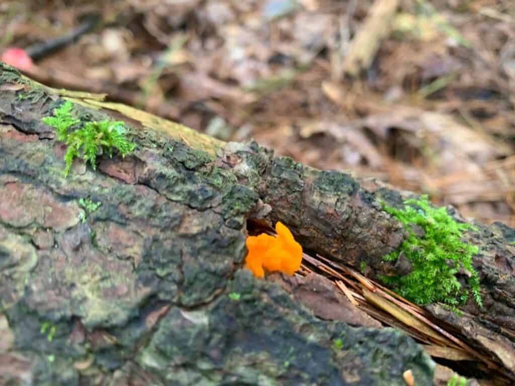 bald eagle state park mushrooms 3