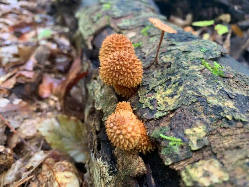 bald eagle state park mushrooms 5