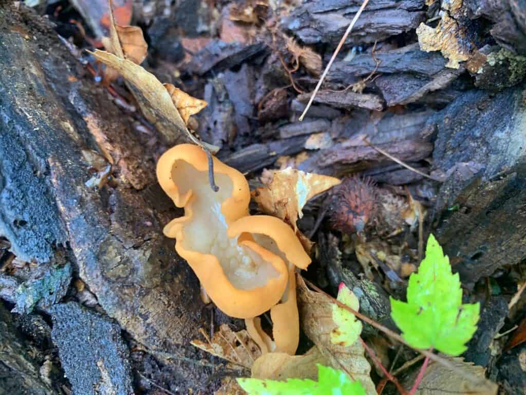 bald eagle state park mushrooms 6