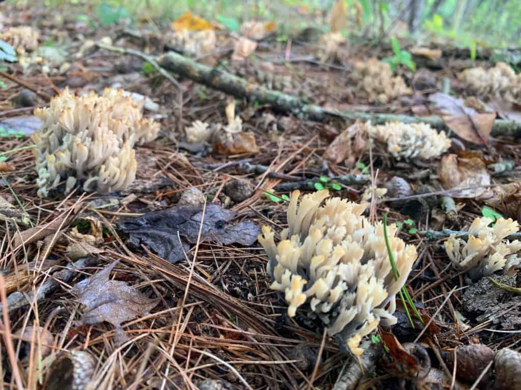 bald eagle state park mushrooms 6